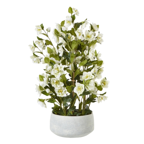 Large White Helleborne 