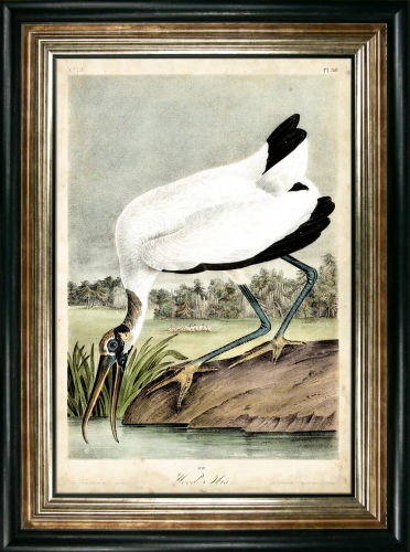Wood Ibis